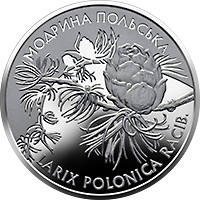 Модрина польська  (c) — реверс