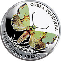 Совка розкішна (н) — реверс
